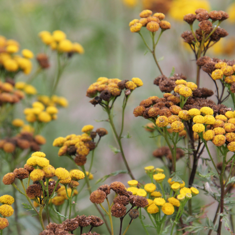 Wormwood