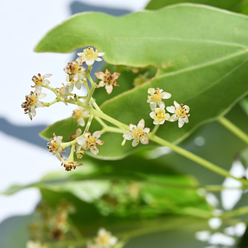 Camphor